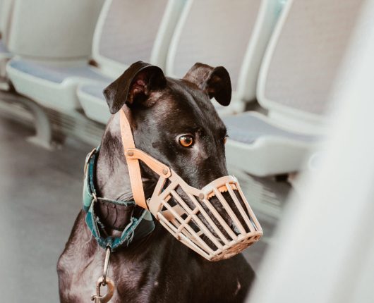 Greyhound wearing muzzle at subway